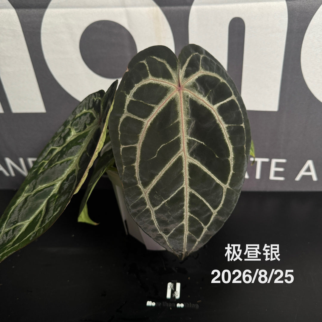 Anthurium by [MONO]【莫若特选专栏】[ANMN]