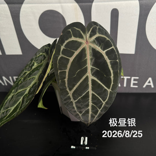 Anthurium by [MONO]【莫若特选专栏】[ANMN]