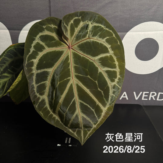Anthurium by [MONO]【莫若特选专栏】[ANMN]