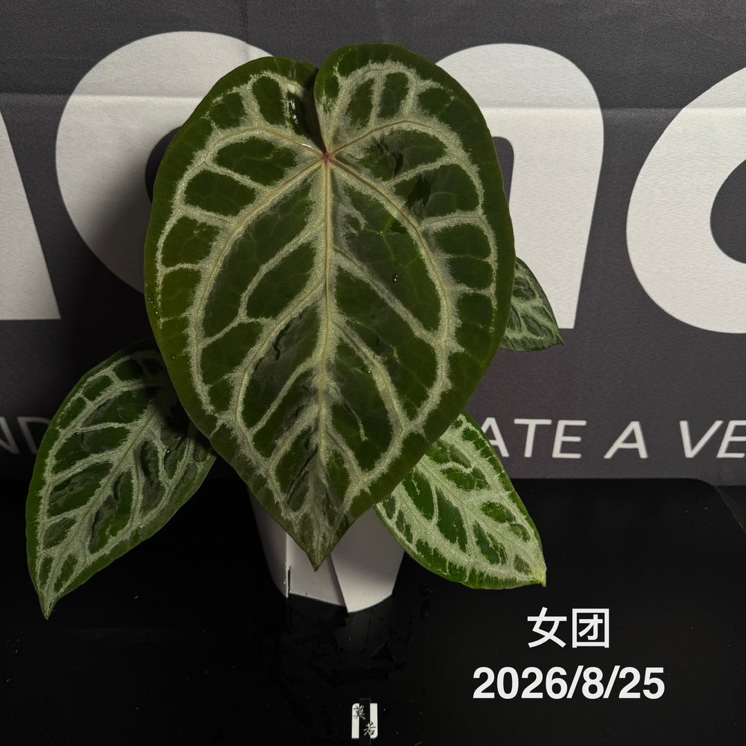 Anthurium by [MONO]【莫若特选专栏】[ANMN]