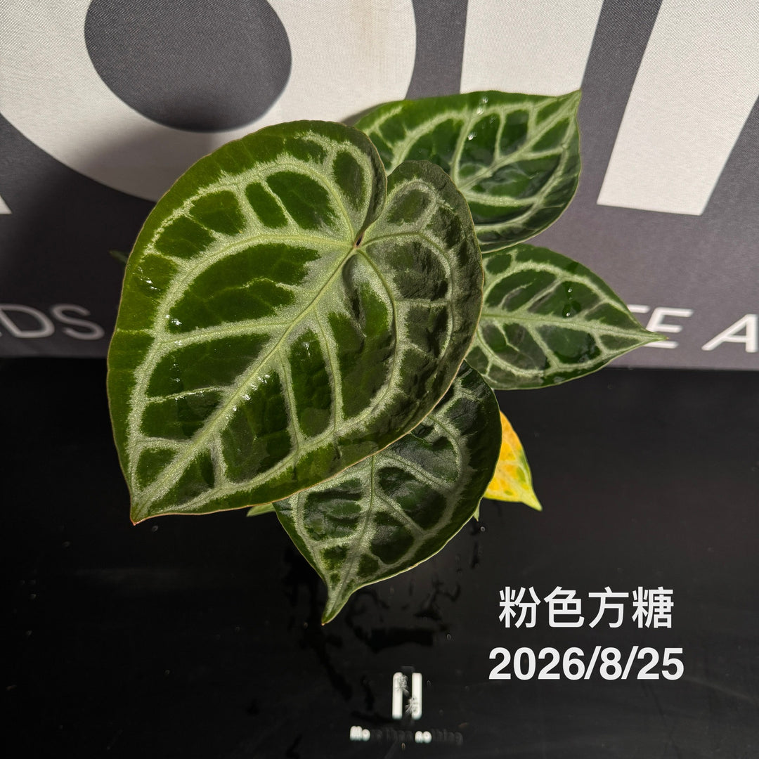 Anthurium by [MONO]【莫若特选专栏】[ANMN]