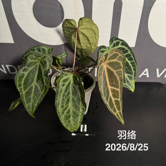 Anthurium by [MONO]【莫若特选专栏】[ANMN]