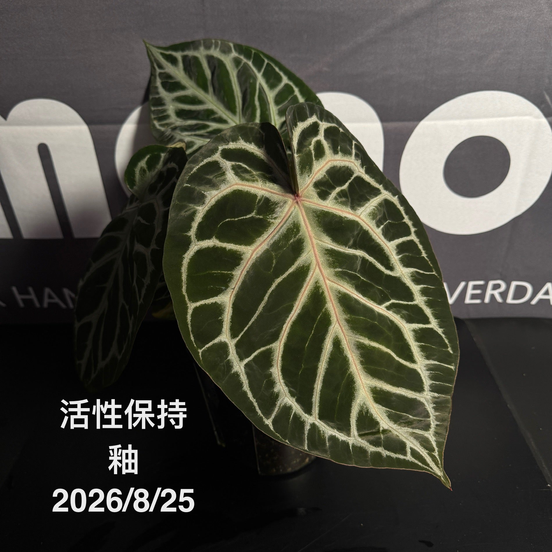 Anthurium by [Equator]【活性保持专栏】[ANEQ] – MONO Plant House