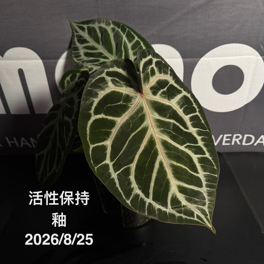 Anthurium by [Equator]【活性保持专栏】[ANEQ]