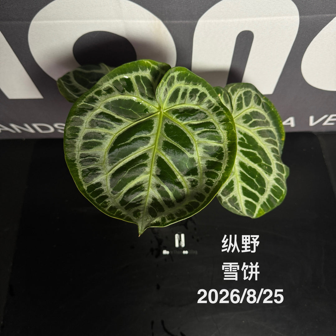 Anthurium by [MONO]【莫若特选专栏】[ANMN]