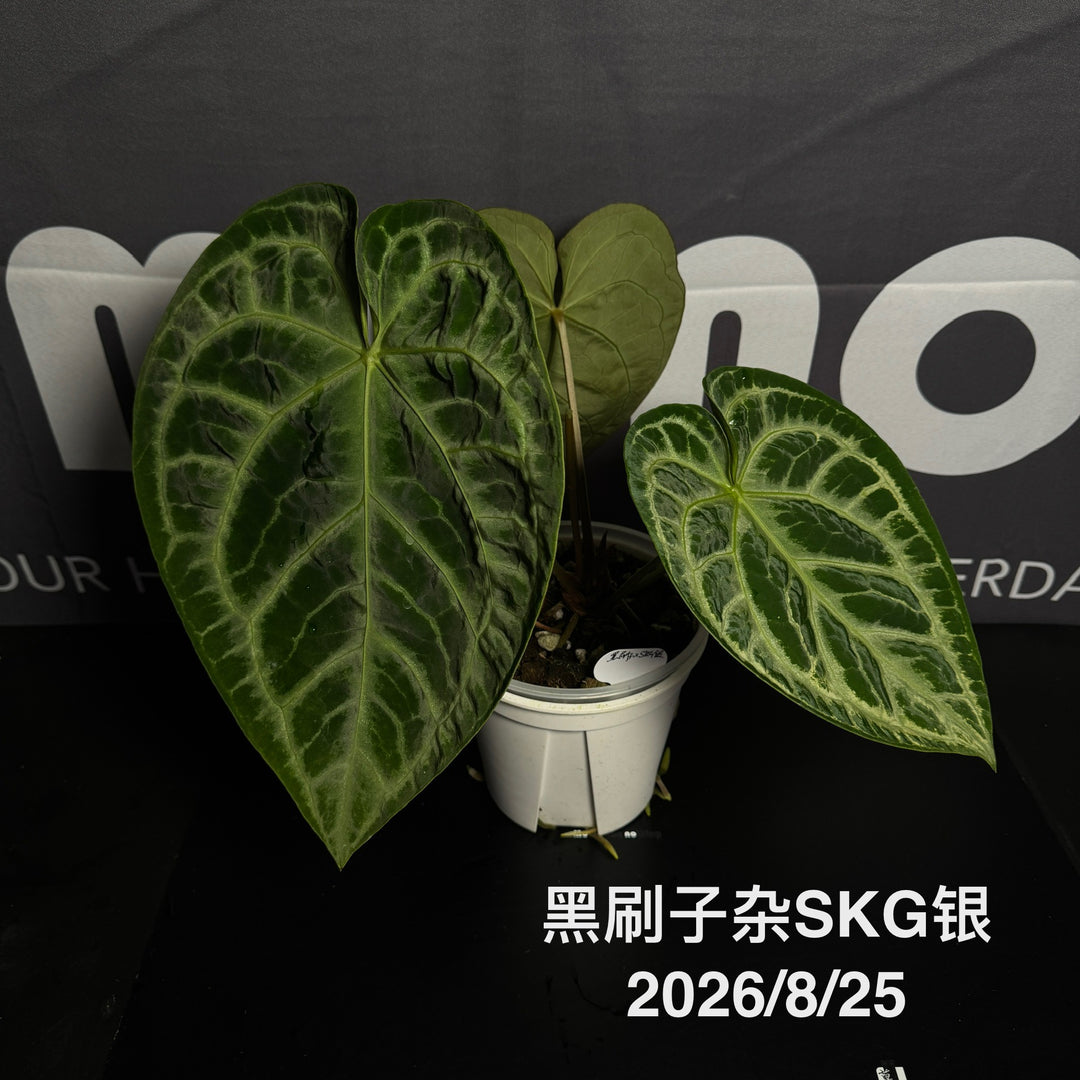 Anthurium by [MONO]【莫若特选专栏】[ANMN]