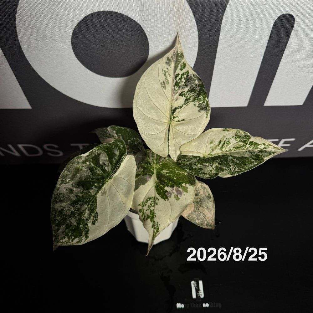 Alocasia【Wentii】Pink Var.【粉锦温蒂】[ALWEPV]