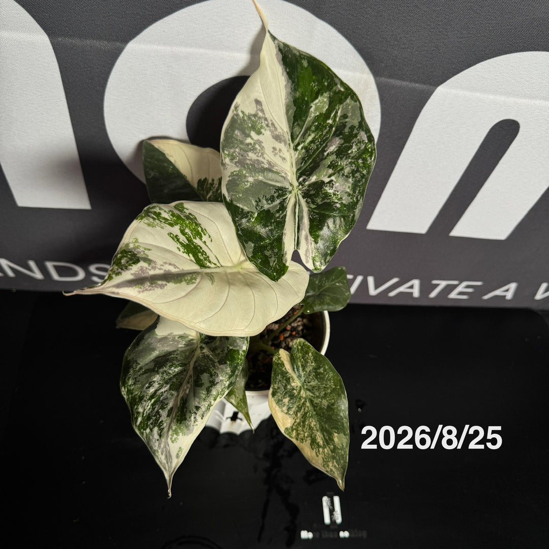 Alocasia【Wentii】Pink Var.【粉锦温蒂】[ALWEPV]