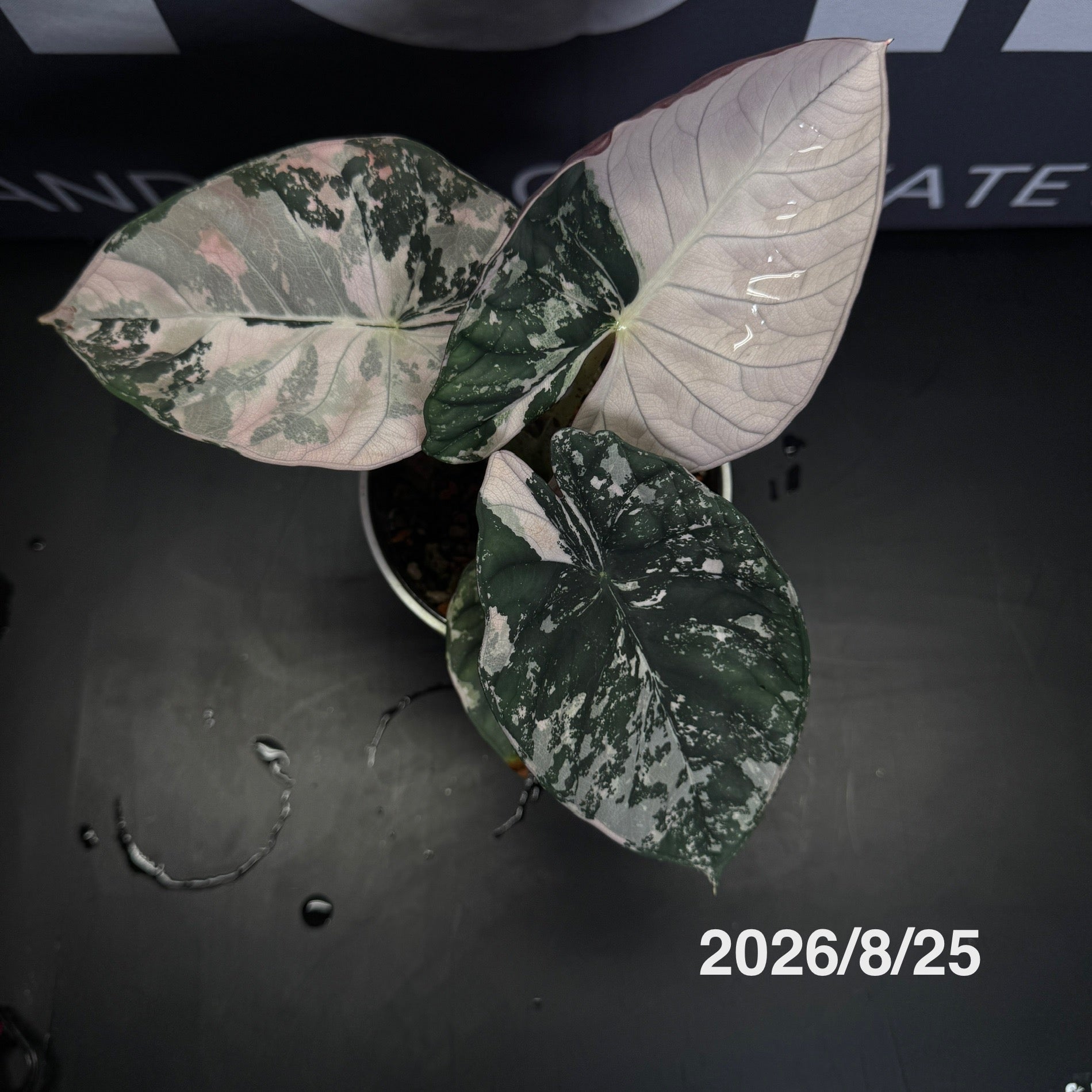 Alocasia【Nebula 】Albo Var.【白锦星云】[ALNEAV] – MONO Plant House