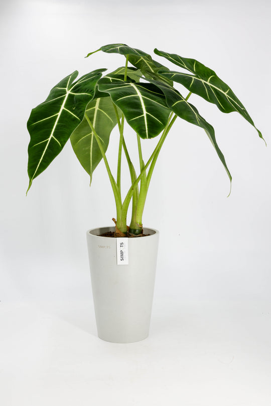 [Simpots] Milk Tea Cup Planters