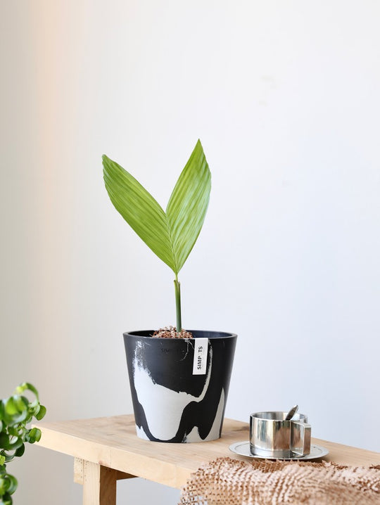 [Simpots] Classic Round Planter 【Limited Fire-fox Bicolor】