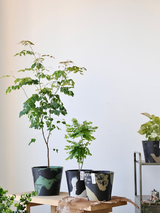 [Simpots] Classic Round Planter 【Limited Fire-fox Bicolor】