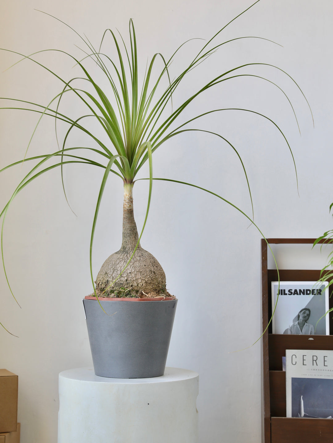 [Simpots] Classic Round Planter