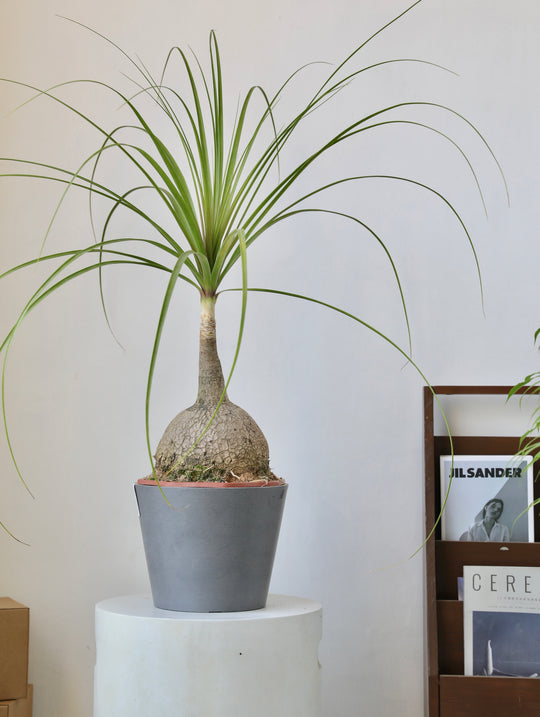 [Simpots] Classic Round Planter