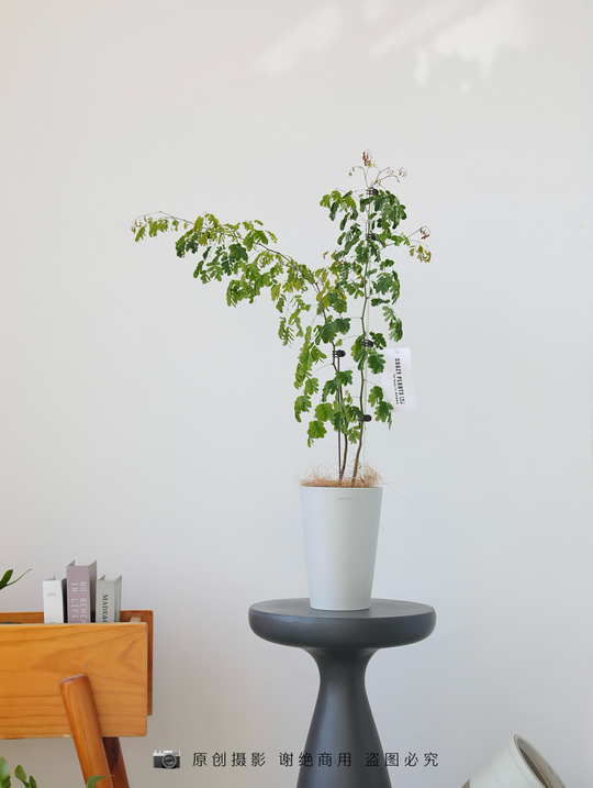 [Simpots] Milk Tea Cup Planters