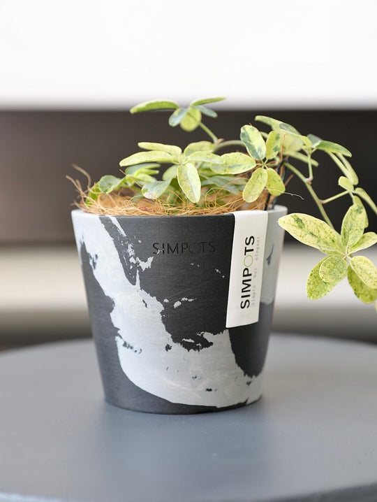 [Simpots] Classic Round Planter 【Limited Fire-fox Bicolor】