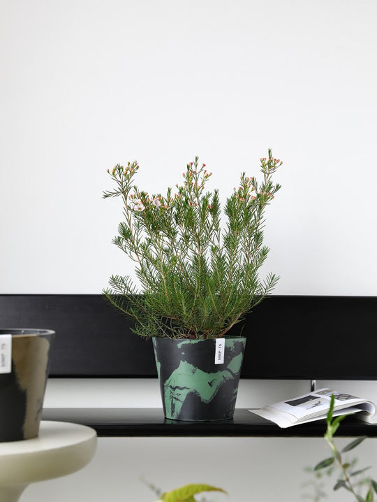 [Simpots] Classic Round Planter 【Limited Fire-fox Bicolor】