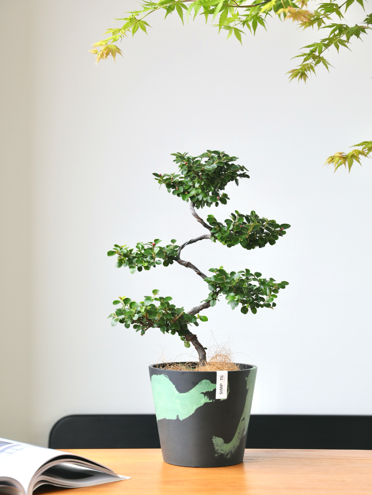 [Simpots] Classic Round Planter 【Limited Fire-fox Bicolor】