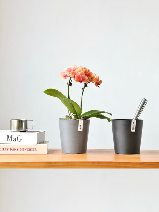 [Simpots] Cola Cup Series Planter