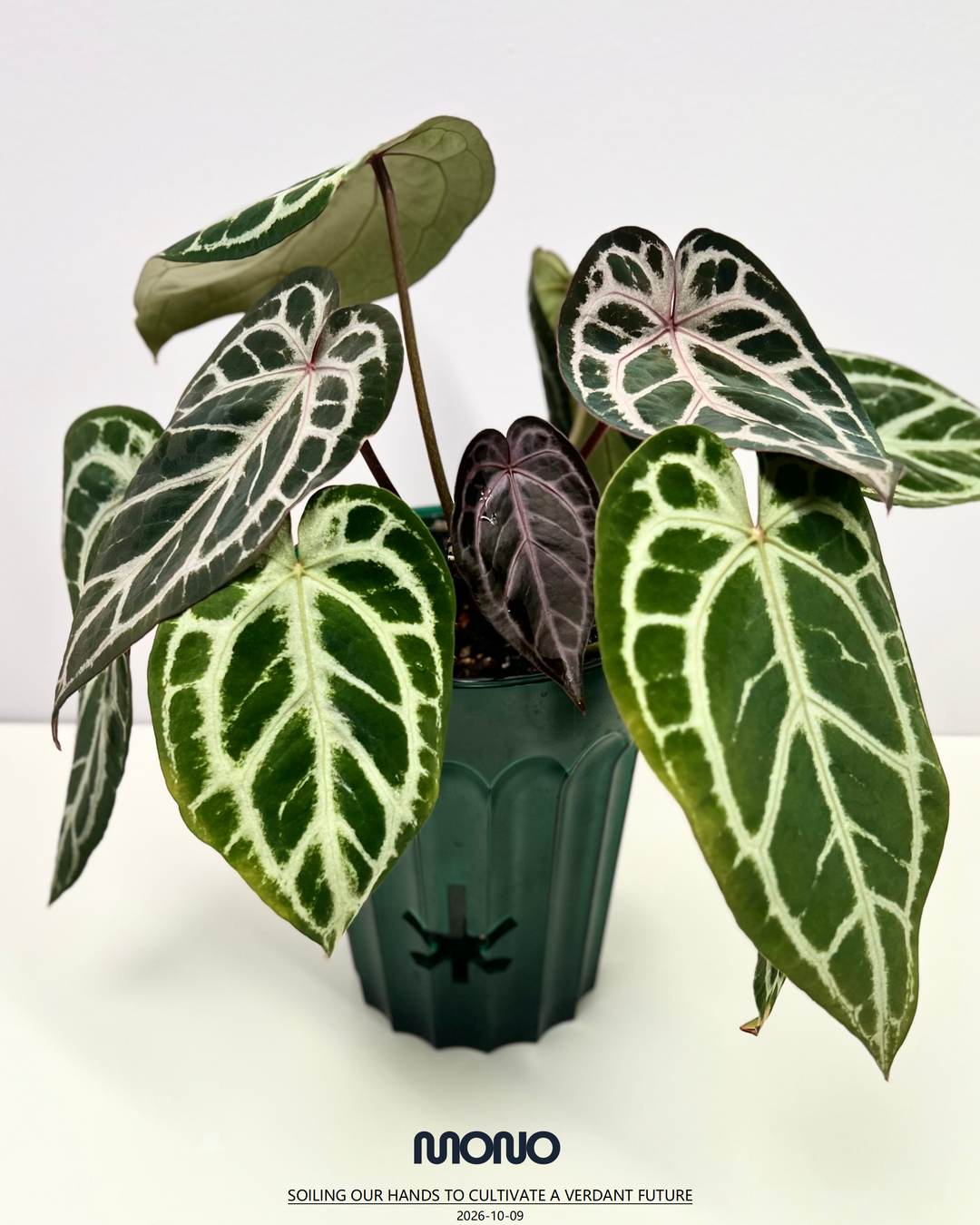 [Equator]【活性保持·SKG*紫水晶*撕裂纹】Anthurium SKG x Red Crystallinum x Crakin Veins