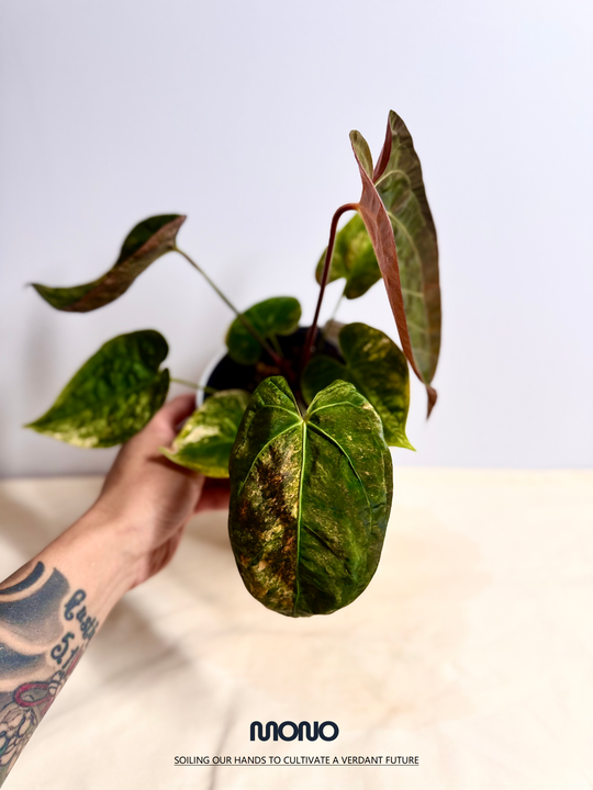 [Mono]【莫若·Papi原种橙锦】Anthurium Papillilaminum Orange Var.