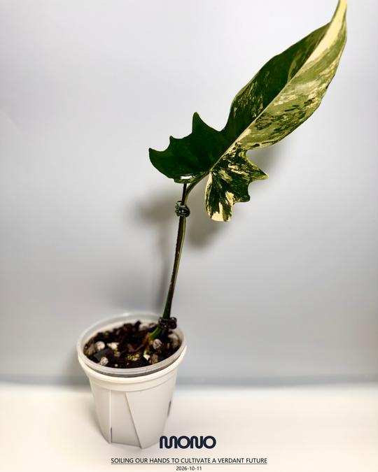Philodendron【Goldendragon】Aurea Variegation【金龙蔓绿绒】