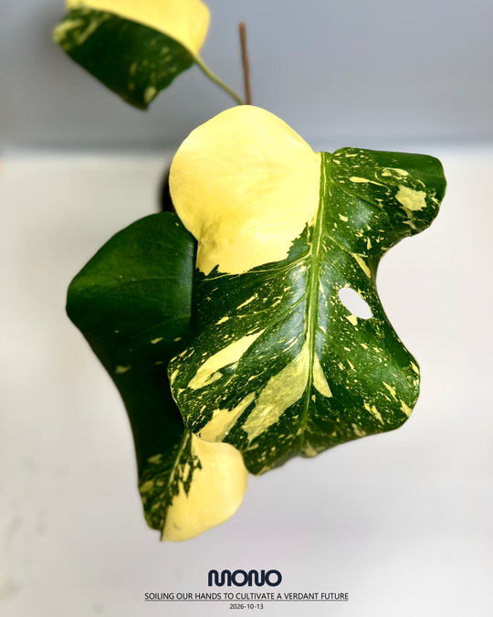 Monstera Deliciosa'Starlord'【星爵】[MDSTLO]