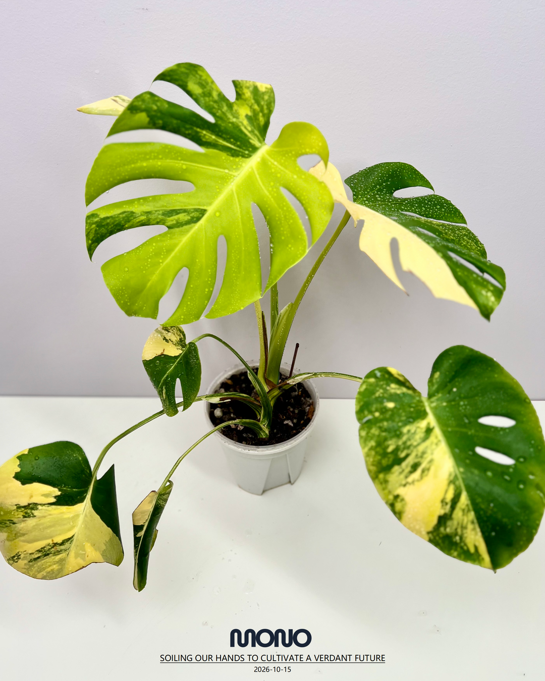 Monstera Deliciosa 'Yellow Marilyn'【玛丽莲短黄】[MDYEMA]