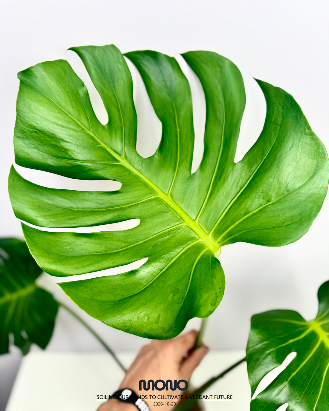 Monstera Deliciosa 'Popping Candy'【跳跳糖】[MDPOCA]
