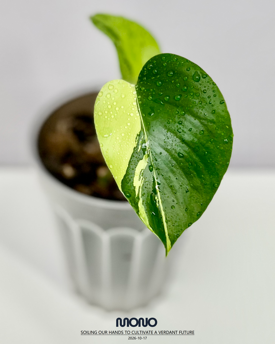 Monstera Borsigiana ‘Light Lime’【绿骨】[MBLL]