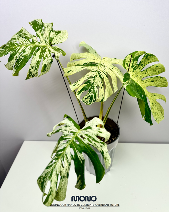 Monstera Deliciosa 【Bulbasaur】【妙蛙种子】[MDBULB]