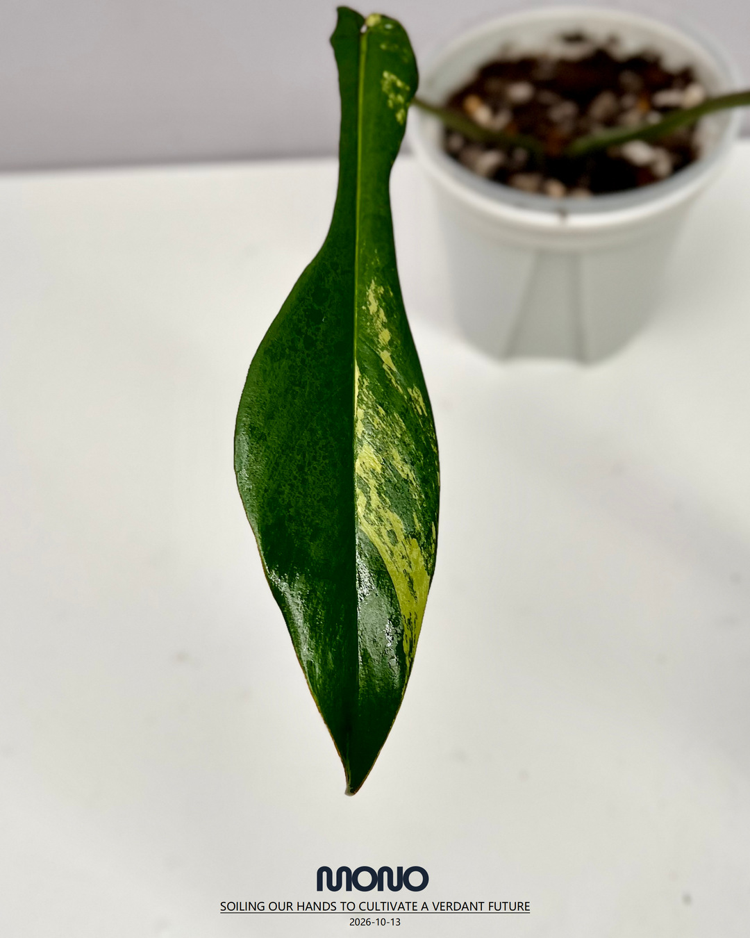 Philodendron 'Joepii' Aurea Var.【荧光螳螂腿】[PHJOAU]