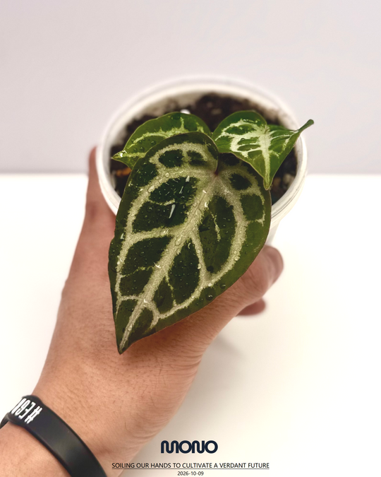 [Equator]【活性保持·粉色面纱*NSE】Anthurium Pink Veil x NSE