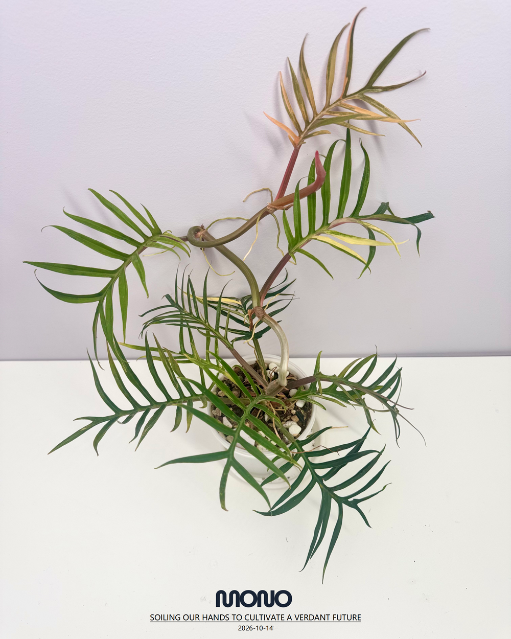 Philodendron 'Tortem' Aurea Var.【黄锦鱼骨蔓绿绒】[PHTOAU]