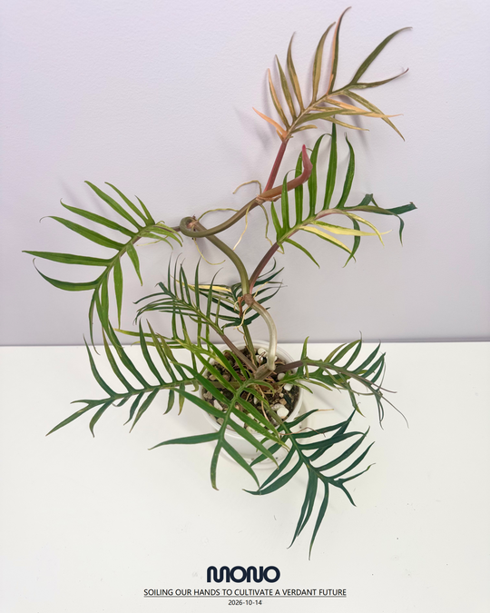 Philodendron 'Tortem' Aurea Var.【黄锦鱼骨蔓绿绒】[PHTOAU]