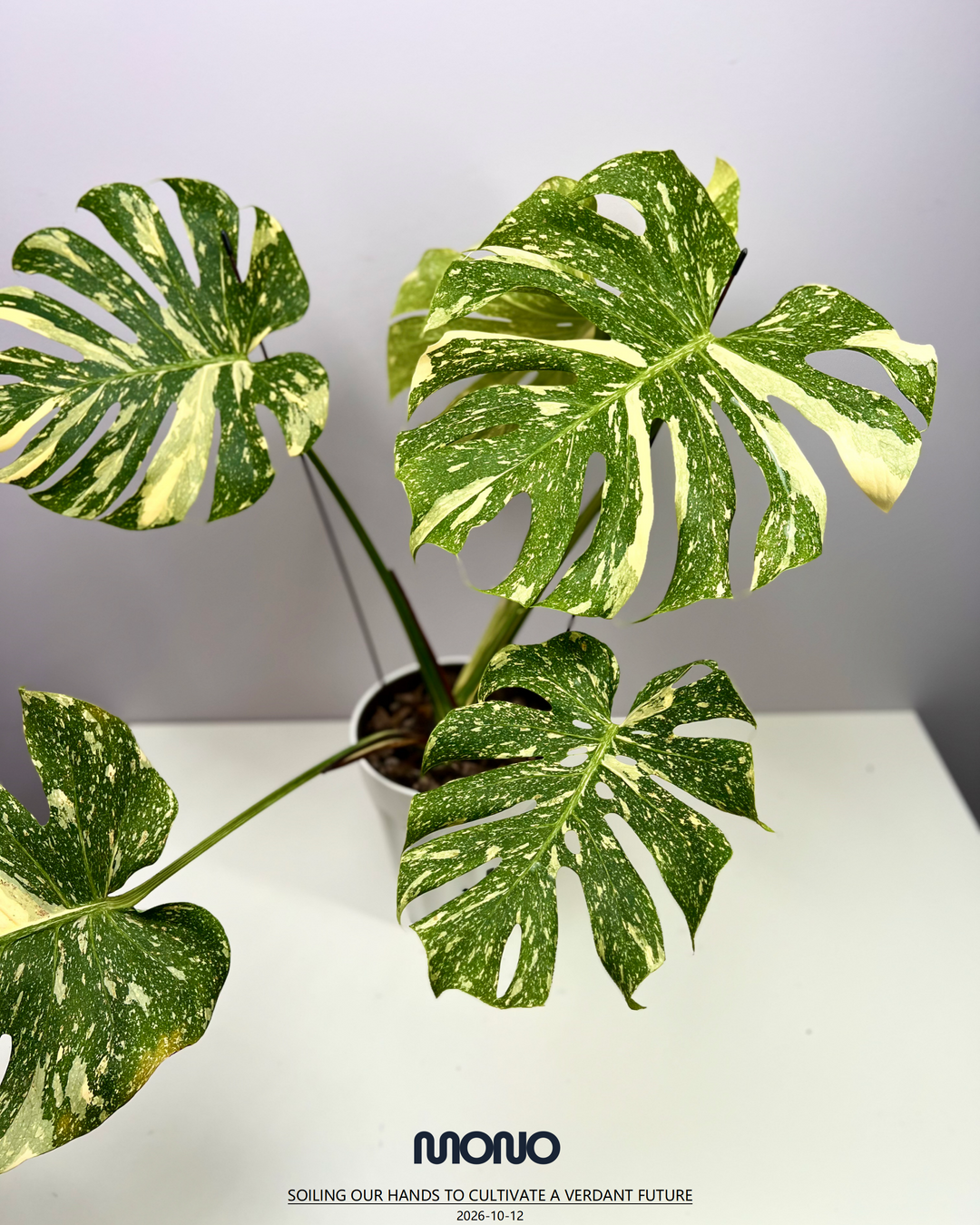 Monstera Deliciosa 【Creme Brulee】【焦糖布丁】[MDCRBR]