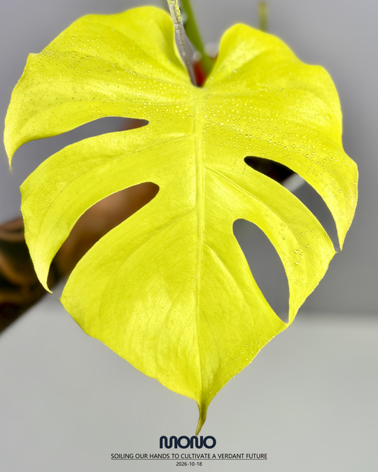 Monstera Deliciosa 'Lemon Lime' Full Var.【全锦芝士】[MDLELIF]