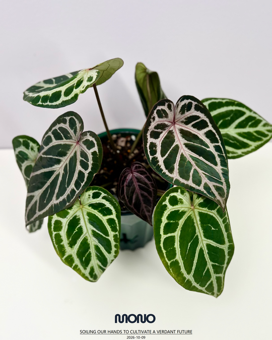[Equator]【活性保持·SKG*紫水晶*撕裂纹】Anthurium SKG x Red Crystallinum x Crakin Veins