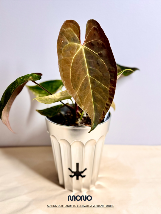 [Mono]【莫若·Papi原种橙锦】Anthurium Papillilaminum Orange Var.