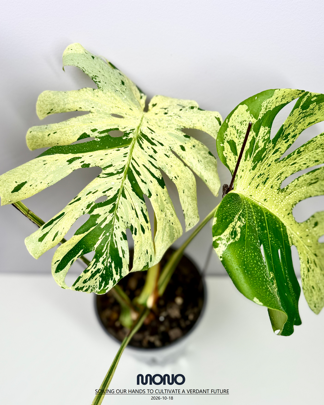 Monstera Deliciosa 【Bulbasaur】【妙蛙种子】[MDBULB]