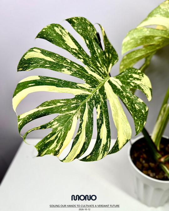 Monstera Deliciosa 【Creme Brulee】【焦糖布丁】[MDCRBR]