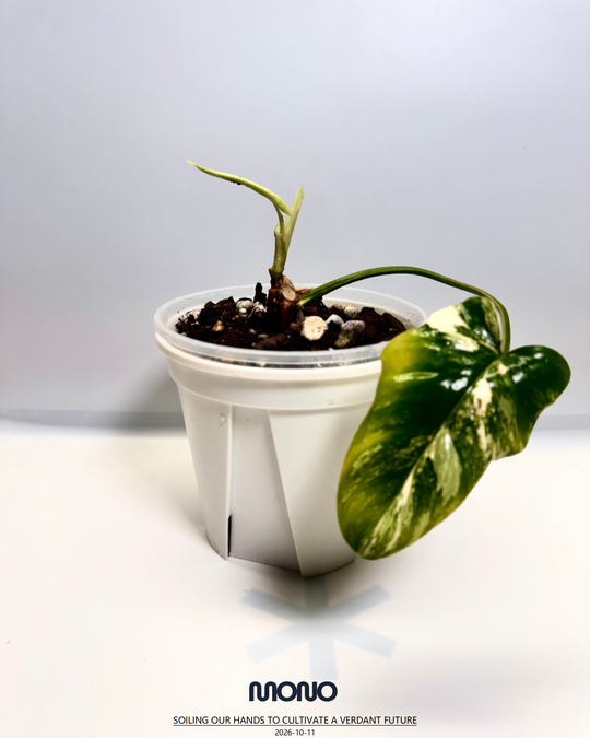 Philodendron【Goldendragon】Aurea Variegation【金龙蔓绿绒】