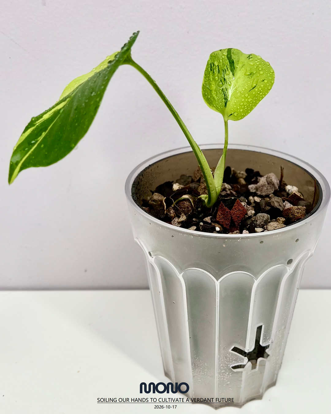 Monstera Borsigiana ‘Light Lime’【绿骨】[MBLL]