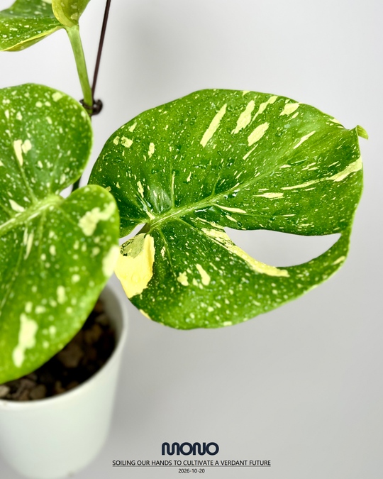 Monstera Deliciosa 'Cup Cake'【茶杯蛋糕】[MDCUCA]