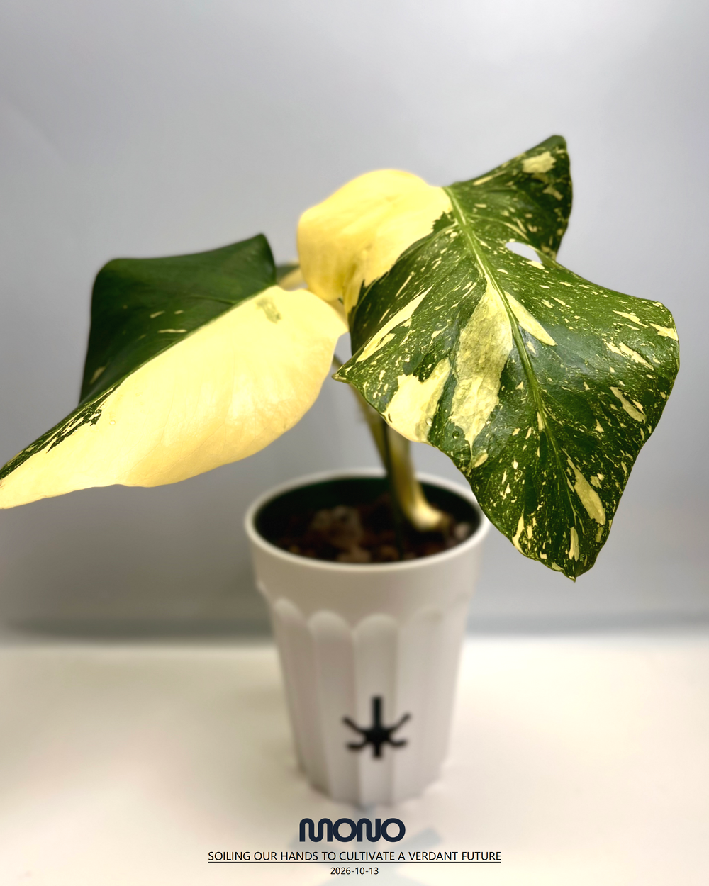 Monstera Deliciosa'Starlord'【星爵】[MDSTLO]