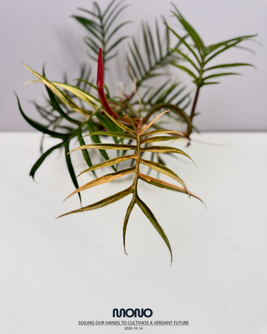 Philodendron 'Tortem' Aurea Var.【黄锦鱼骨蔓绿绒】[PHTOAU]
