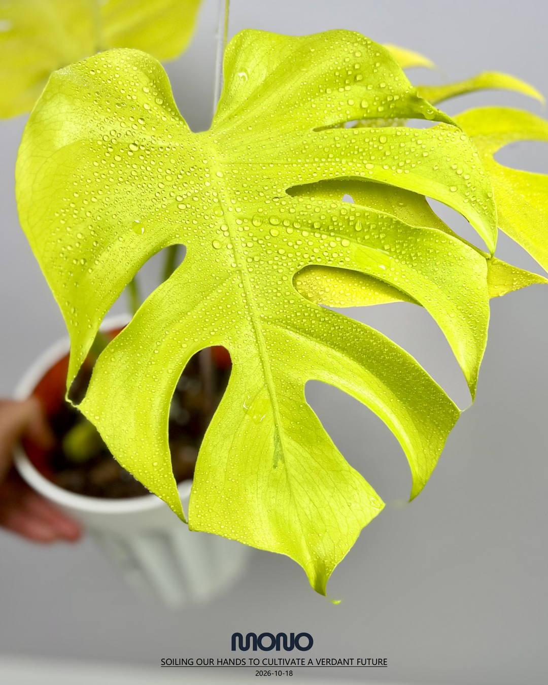 Monstera Deliciosa 'Lemon Lime' Full Var.【全锦芝士】[MDLELIF]