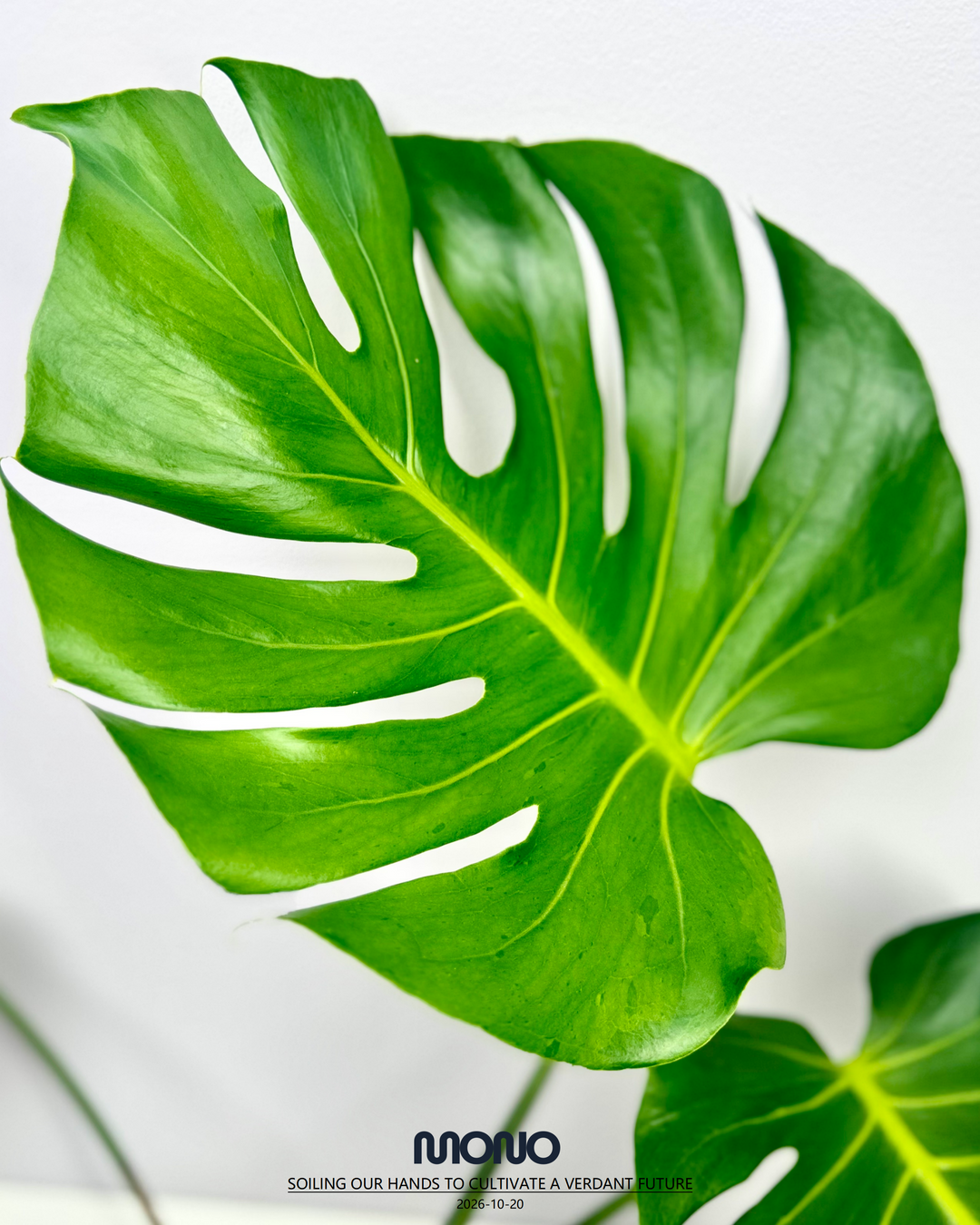 Monstera Deliciosa 'Popping Candy'【跳跳糖】[MDPOCA]