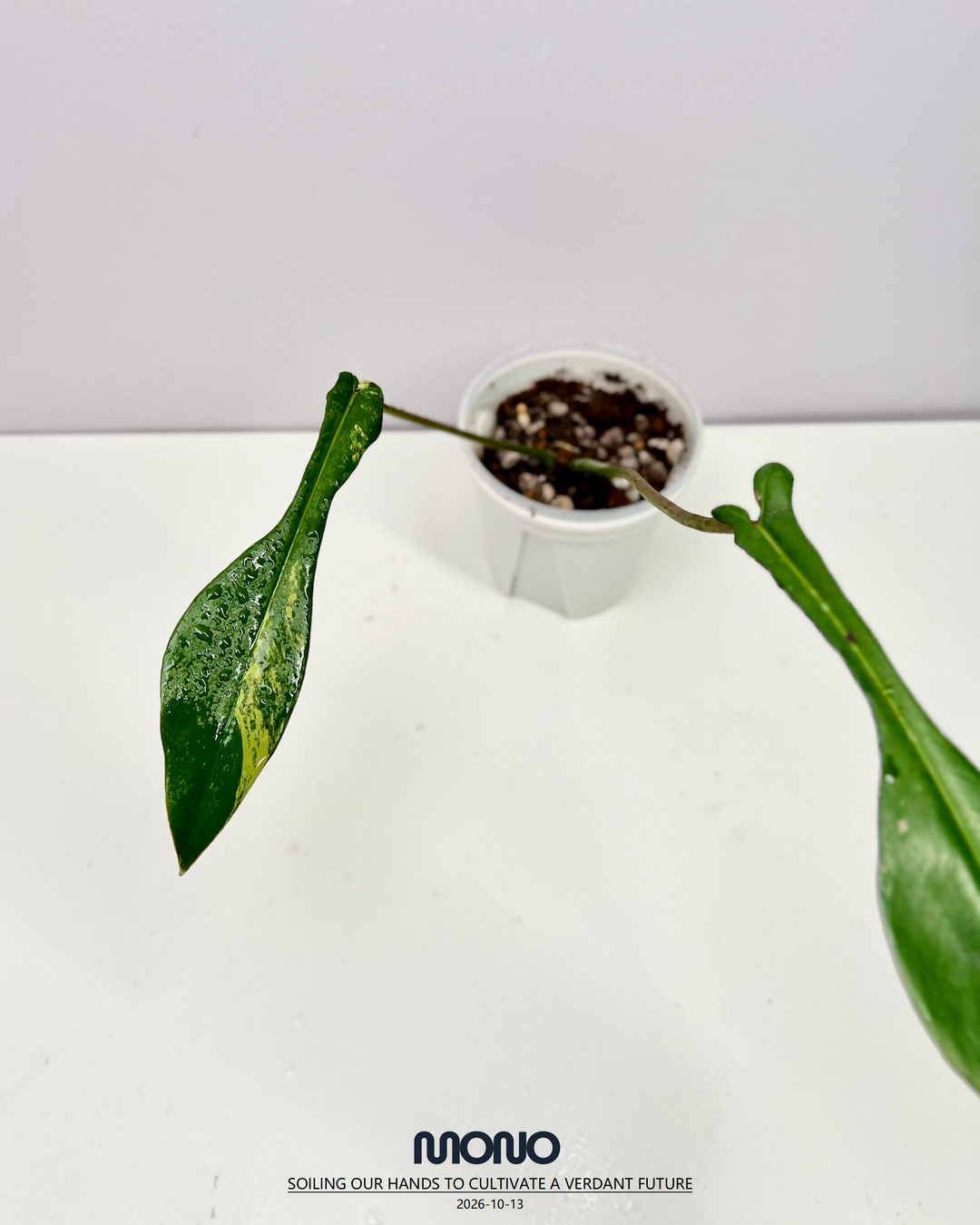 Philodendron 'Joepii' Aurea Var.【荧光螳螂腿】[PHJOAU]