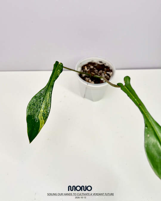 Philodendron 'Joepii' Aurea Var.【荧光螳螂腿】[PHJOAU]
